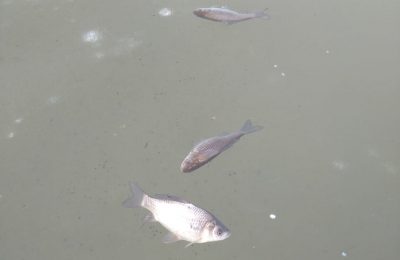 В озерах села Венгерово массовый замор рыбы