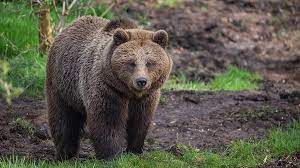 Почему нельзя усыпить и перевезти в тайгу медведя в Венгеровском районе