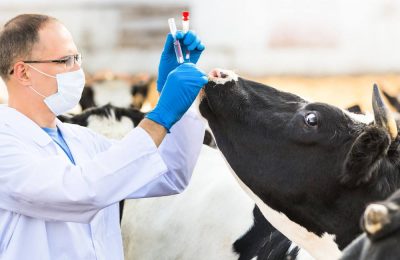 Ящур не пройдет: в сельскохозяйственных предприятиях района началась вакцинация животных