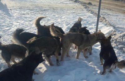 Бродячих венгеровских собак стерилизуют за государственный счет