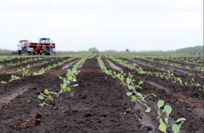 Овощеводы региона в 2022 году посадят больше капусты и картофеля