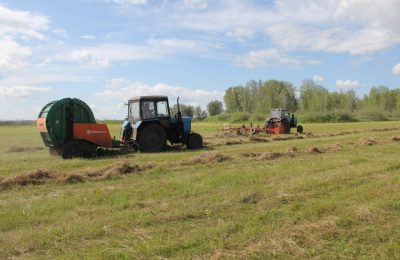 В 2022 году сельхозпредприятия Венгеровского района получили субсидий на сумму около семидесяти миллионов рублей