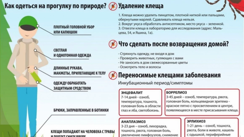 В Новосибирской области зафиксированы первые укусы клеща -