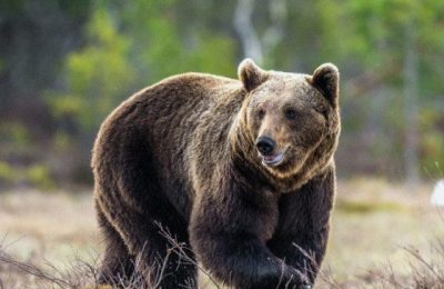 В Новосибирской области охотникам разрешат убить 84 медведя.