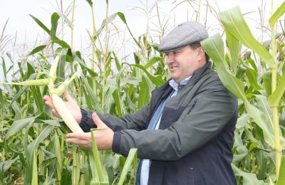 Урожай кукурузы радует венгеровских земледельцев
