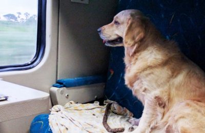 Проводникам прописали правила обращения с животными в поездах