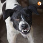 Бездомных собак в Новосибирской области планируют оценивать на агрессивность