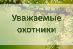 Охотники смогут получить разрешение на охоту уже в августе
