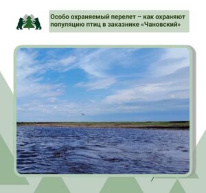Чановская озерная система – место обитания около 250 видов птиц