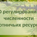 В Венгеровском районе разрешили добыть медведя