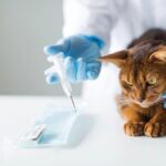 В Госдуме объяснили, что обязательная регистрация домашних животных коснется и кошек
