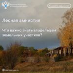 Лесная амнистия: что важно знать владельцам земельных участков