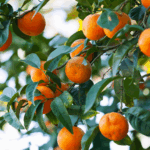 Как выбрать мандарины: советы специалистов