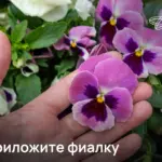 Приложите фиалку