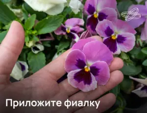 Приложите фиалку