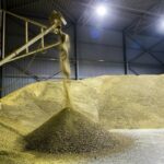 Новосибирская область является одним из лидеров по производству рапса и продукции из его семян