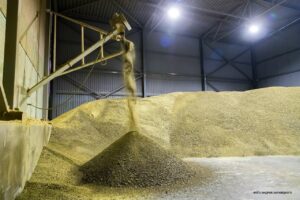 Новосибирская область является одним из лидеров по производству рапса и продукции из его семян