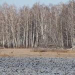 В Новосибирской области наблюдают невиданную миграцию косули