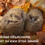 Учёные объяснили, спят ли ежи этой зимой