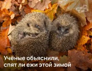 Учёные объяснили, спят ли ежи этой зимой