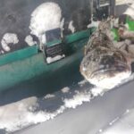 Новосибирский ротан отправился в Китай