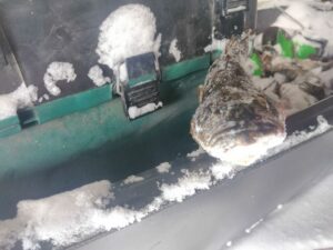 Новосибирский ротан отправился в Китай