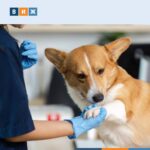 Ветеринарных клиник в России стало в 1,5 раза больше за четыре года