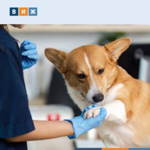 Ветеринарных клиник в России стало в 1,5 раза больше за четыре года