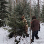 Новогодние ёлки из Новосибирской области отправят в ЛНР и на передовую СВО