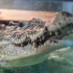 История новосибирского крокодила Кузи может стать первым прецедентом репатриации редкого вида в России