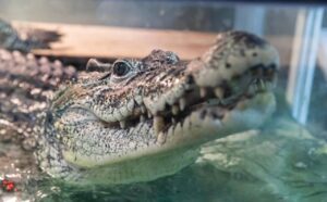 История новосибирского крокодила Кузи может стать первым прецедентом репатриации редкого вида в России