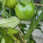 Комнатное огородничество: секреты культивирования помидоров на окне