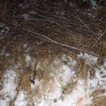 Житель Кыштовского района застрелил двух лосих и попал под уголовное дело