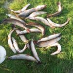 Экспорт рыбы выловленной на водоемах Новосибирской области продолжает расти