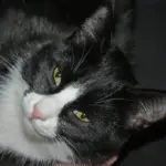 В России оказалось больше всего кошатников