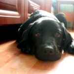 Не обижайте домашних животных: Мурку и Жучку могут конфисковать