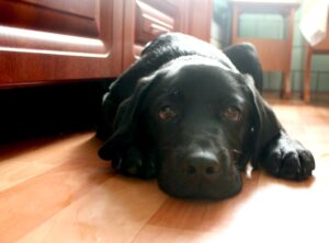 Не обижайте домашних животных: Мурку и Жучку могут конфисковать