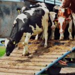 Владельцам домашних животных рассказали, как правильно их перевозить