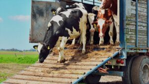 Владельцам домашних животных рассказали, как правильно их перевозить