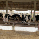 Собственникам ЛПХ оформляют первые компенсационные выплаты за изъятых сельскохозяйственных животных