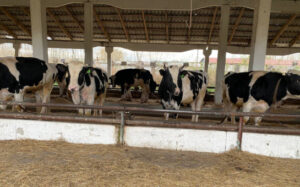 Собственникам ЛПХ оформляют первые компенсационные выплаты за изъятых сельскохозяйственных животных