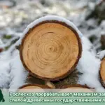 Рослесхоз прорабатывает механизм заготовки спелой древесины государственными лесхозами
