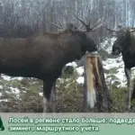 Численность лосей в Новосибирской области увеличилась