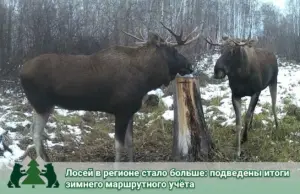 Численность лосей в Новосибирской области увеличилась