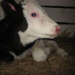 Управление ветеринарии разъясняет порядок действий при проведении изъятия животных