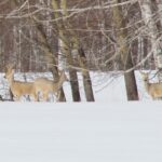 В Венгеровском районе косули выходят близко к дорогам