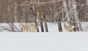 В Венгеровском районе косули выходят близко к дорогам