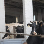 Правительство Новосибирской области утвердило пакет мер поддержки для жителей региона, утративших сельскохозяйственных животных