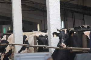 Правительство Новосибирской области утвердило пакет мер поддержки для жителей региона, утративших сельскохозяйственных животных