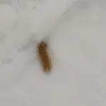 Гусеницы медведицы бурой проснулись после спячки под Новосибирском